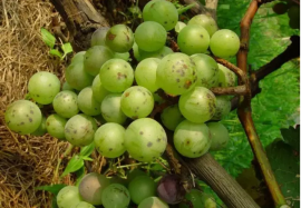 葡萄炭疽病到高发期啦，高清